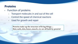Proteins
• Function of proteins
• Transport molecules in and out of the cell
• Control the speed of chemical reactions
• Used for growth and repair
Proteins make up the structure of living things…
Hair, nails, skin, bones, muscle, etc are all built by protein!
 
