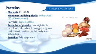 Proteins
 Elements: C-H-O-N
 Monomer (Building Block): amino acids
(20 different ones!)
 Polymer: proteins (tons)
 Examples of proteins: hemoglobin in
red blood cells, albumin in eggs, enzymes
that control reactions in the body, and
antibodies
 Found in: fish, eggs, meat
NITROGEN IS PRESENT, NOW!
 