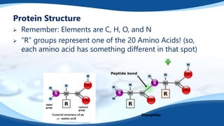 Protein Structure
 Remember: Elements are C, H, O, and N
 “R” groups represent one of the 20 Amino Acids! (so,
each amino acid has something different in that spot)
 