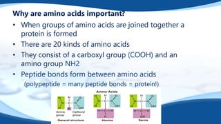 Why are amino acids important?
• When groups of amino acids are joined together a
protein is formed
• There are 20 kinds of amino acids
• They consist of a carboxyl group (COOH) and an
amino group NH2
• Peptide bonds form between amino acids
(polypeptide = many peptide bonds = protein!)
 