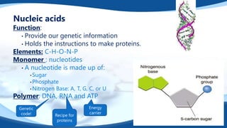 Nucleic acids
Function:
• Provide our genetic information
• Holds the instructions to make proteins.
Elements: C-H-O-N-P
Monomer : nucleotides
• A nucleotide is made up of:
• Sugar
• Phosphate
• Nitrogen Base: A, T, G, C, or U
Polymer: DNA, RNA and ATP
Genetic
code! Recipe for
proteins
Energy
carrier
 