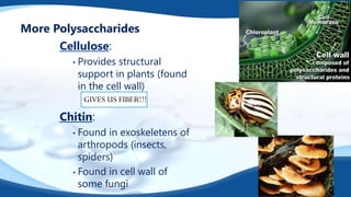 More Polysaccharides
Cellulose:
• Provides structural
support in plants (found
in the cell wall)
Chitin:
• Found in exoskeletens of
arthropods (insects,
spiders)
• Found in cell wall of
some fungi
GIVES US FIBER!!!
 