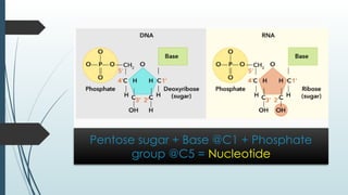 Pentose sugar + Base @C1 + Phosphate
group @C5 = Nucleotide
 