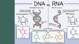 Biomolecules_class12ncertwithrizwaninal.pptx