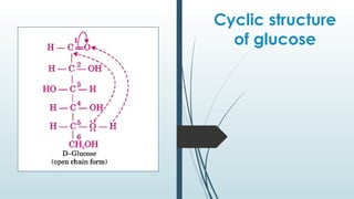 Cyclic structure
of glucose
 