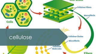 cellulose
 