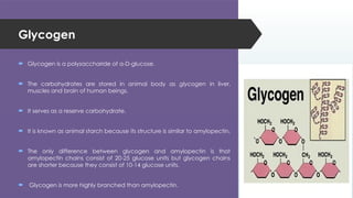 Glycogen
 Glycogen is a polysaccharide of α-D-glucose.
 The carbohydrates are stored in animal body as glycogen in liver,
muscles and brain of human beings.
 It serves as a reserve carbohydrate.
 It is known as animal starch because its structure is similar to amylopectin.
 The only difference between glycogen and amylopectin is that
amylopectin chains consist of 20-25 glucose units but glycogen chains
are shorter because they consist of 10-14 glucose units.
 Glycogen is more highly branched than amylopectin.
 