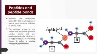 Peptides and
peptide bonds
 Peptides are compounds
formed by the condensation of
two or more same or different
α- amino acids.
 The carboxyl group of one
amino acid and amino group of
another amino acid gets
condensed with the elimination
of water molecule. The resulting
linkage is called a peptide
linkage or peptide bond.
 
