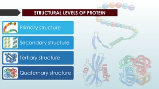 STRUCTURAL LEVELS OF PROTEIN
Primary structure
Secondary structure
Tertiary structure
Quaternary structure
 