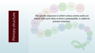 Primary
structure The specific sequence in which various amino acids are
linked with each other to form a polypeptide, is called its
primary structure.
 