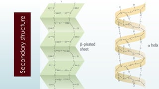 Secondary
structure
 