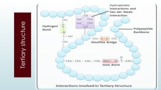 Tertiary
structure
 