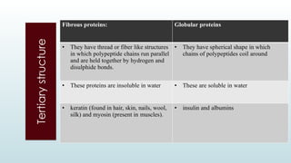 Tertiary
structure
Fibrous proteins: Globular proteins
• They have thread or fiber like structures
in which polypeptide chains run parallel
and are held together by hydrogen and
disulphide bonds.
• They have spherical shape in which
chains of polypeptides coil around
• These proteins are insoluble in water • These are soluble in water
• keratin (found in hair, skin, nails, wool,
silk) and myosin (present in muscles).
• insulin and albumins
 