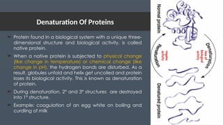 Denaturation Of Proteins
 Protein found In a biological system with a unique three-
dimensional structure and biological activity, is called
native protein.
 When a native protein is subjected to physical change
(like change in temperature) or chemical change (like
change in pH), the hydrogen bonds are disturbed. As a
result, globules unfold and helix get uncoiled and protein
loses its biological activity. This is known as denaturation
of protein.
 During denaturation, 2° and 3° structures are destroyed
into 1° structure.
 Example: coagulation of an egg white on boiling and
curdling of milk
 