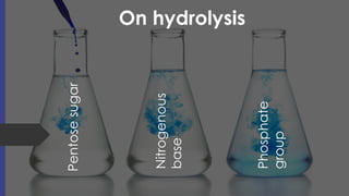 On hydrolysis
Pentose
sugar
Nitrogenous
base
Phosphate
group
 