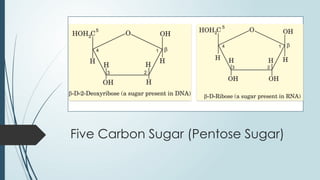 Five Carbon Sugar (Pentose Sugar)
 