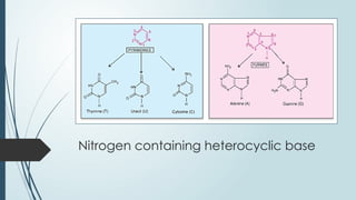 Nitrogen containing heterocyclic base
 