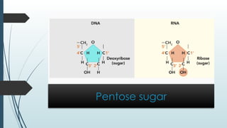 Pentose sugar
 