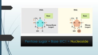 Pentose sugar + Base @C1 = Nucleoside
 