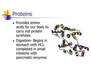 Proteins
 Provides amino
acids for our body to
carry out protein
synthesis
 Digestion- Begins in
stomach with HCl,
completed in small
intestine with
pancreatic enzymes
 
