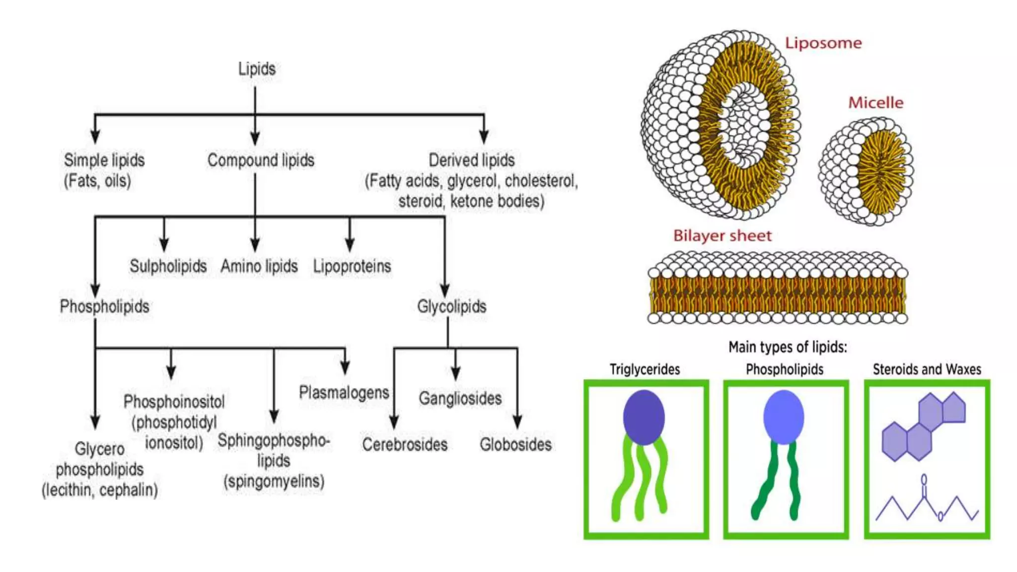 Lipid Biological Example Biomolecules lipids | PPT