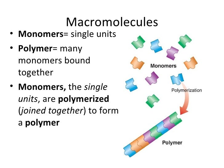 Macromolecule Definition For Kids Macromolecule Definition For Kids