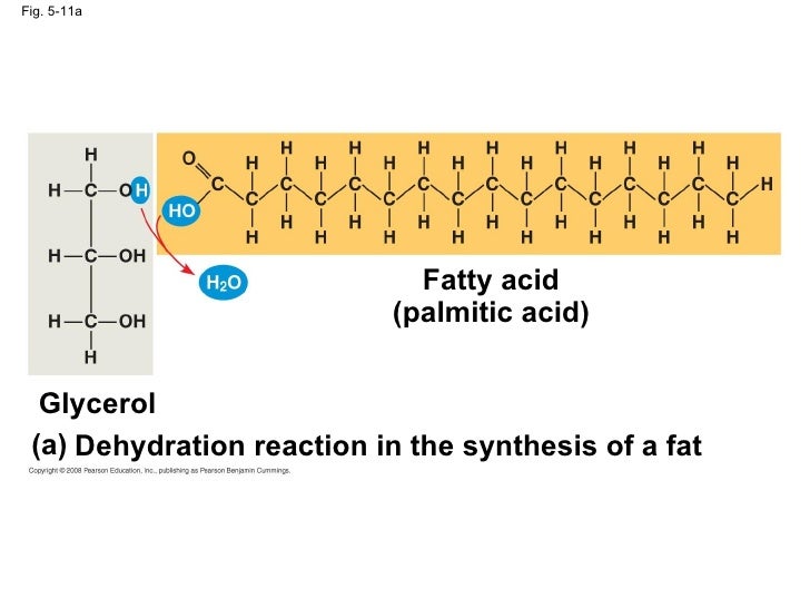 Biomolecules macromolecules