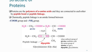 Structure of
Proteins
51
Proteins are the polymers of α-amino acids and they are connected to each other
by peptide bond or peptide linkage.
 Chemically, peptide linkage is an amide formed between
–COOH group and --NH2 group.
when carboxyl group of
glycine combines with
the amino group of
alanine we get a
dipeptide, glycylalanine.
glycine alanine
dipeptide
 