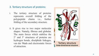 3. Tertiary structure of proteins:
58
i. The tertiary structure of proteins
represents
polypeptide
overall
chains
folding of the
i.e., further
folding of the secondary structure.
ii. It gives rise to two major molecular
shapes. Namely, fibrous and globular.
The main forces which stabilise the
2° and 3° structures of proteins are
hydrogen bonds, disulphide linkages,
van der Waals and electrostatic forces
of attraction.
 