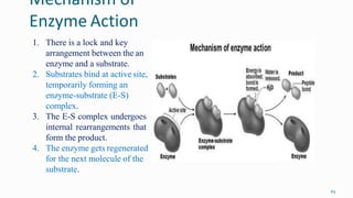 Mechanism of
Enzyme Action
65
1. There is a lock and key
arrangement between the an
enzyme and a substrate.
2. Substrates bind at active site,
temporarily forming an
enzyme-substrate (E-S)
complex.
3. The E-S complex undergoes
internal rearrangements that
form the product.
4. The enzyme gets regenerated
for the next molecule of the
substrate.
 
