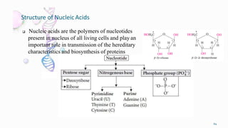 Structure of Nucleic Acids
69
 Nucleic acids are the polymers of nucleotides
present in nucleus of all living cells and play an
important role in transmission of the hereditary
characteristics and biosynthesis of proteins
 