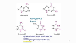Nitrogenous bases or often simply bases, are
nitrogen-
containing biological compounds that form
nucleosides.
70
Nitrogenous
bases
 