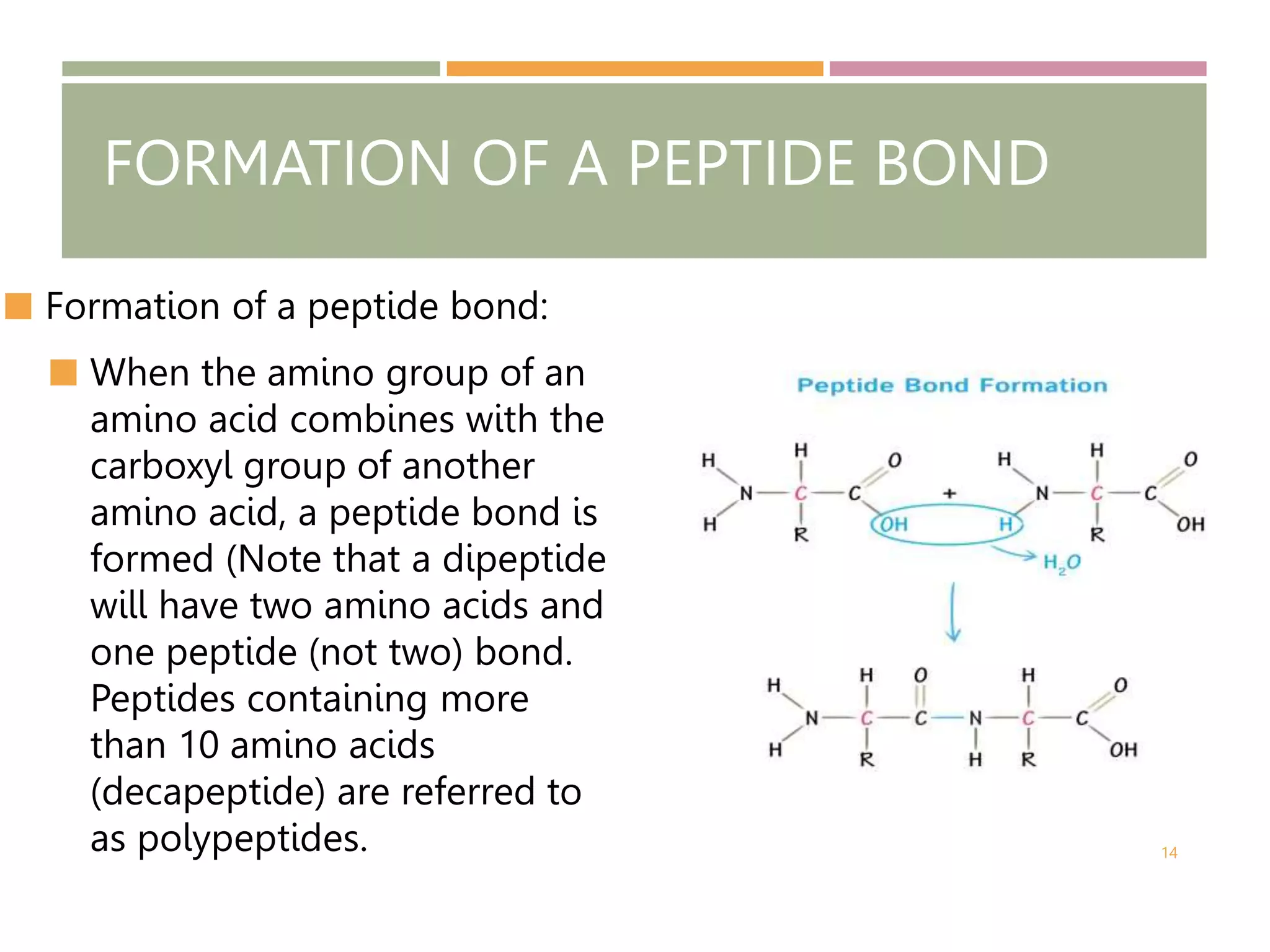Biomolecules Proteins and Amino Acids.pptx
