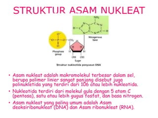 STRUKTUR ASAM NUKLEAT
• Asam nukleat adalah makromolekul terbesar dalam sel,
berupa polimer linier sangat panjang disebut juga
polinukletida yang terdiri dari 106 atau lebih nukleotida.
• Nukleotida terdiri dari molekul gula dengan 5 atom C
(pentosa), satu atau lebih gugus fosfat, dan basa nitrogen.
• Asam nukleat yang paling umum adalah Asam
deoksiribonukleat (DNA) dan Asam ribonukleat (RNA).
 