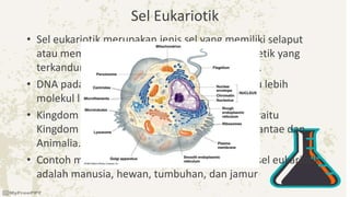 Sel Eukariotik
• Sel eukariotik merupakan jenis sel yang memiliki selaput
atau membran untuk membungkus materi genetik yang
terkandung di dalam inti sel agar tidak tersebar.
• DNA pada sel eukariotik tersusun atas satu atau lebih
molekul linear yang disebut kromosom.
• Kingdom yang mempunyai struktur eukariotik yaitu
Kingdom Protista , Kingdom Fungi , Kingdom Plantae dan
Animalia.
• Contoh makhluk hidup yang memiliki susunan sel eukariotik
adalah manusia, hewan, tumbuhan, dan jamur
 