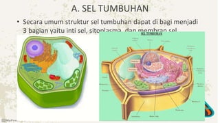 A. SEL TUMBUHAN
• Secara umum struktur sel tumbuhan dapat di bagi menjadi
3 bagian yaitu inti sel, sitoplasma, dan membran sel.
 