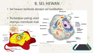 B. SEL HEWAN
• Sel hewan berbeda dengan sel tumbuhan.
• Perbedaan paling utama adalah bahwa sel hewan tidak
mampu membuat makanannya sendiri seperti sel
tumbuhan.
• Sebagian besar sel hewan memiliki minimal tiga bagian
utama, yaitu inti sel, membran sel dan sitoplasma.
 