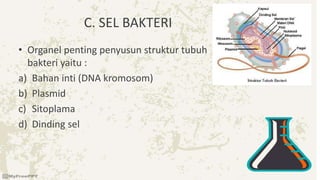 C. SEL BAKTERI
• Organel penting penyusun struktur tubuh
bakteri yaitu :
a) Bahan inti (DNA kromosom)
b) Plasmid
c) Sitoplama
d) Dinding sel
 