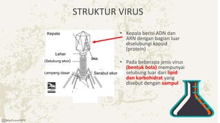 STRUKTUR VIRUS
• Kepala berisi ADN dan
ARN dengan bagian luar
diselubungi kapsid
(protein)
• Pada beberapa jenis virus
(bentuk bola) mempunyai
selubung luar dari lipid
dan karbohidrat yang
disebut dengan sampul
(Selubung ekor)
Lempeng dasar
Leher
Kepala
Serabut ekor
 