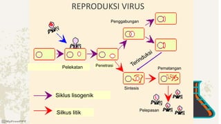 Pelekatan
Siklus lisogenik
Silkus litik
Penetrasi
Sintesis
Pematangan
Pelepasan
Penggabungan
REPRODUKSI VIRUS
 