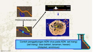 Contoh penggabungan ADN virus pada ADN sel inang)
(sel inang) bisa bakteri, tanaman, hewan)
(Adapted, annimous)
PENGGABUNGAN ADN
 