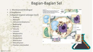 Bagian-Bagian Sel
• 1. Membransel/dindingsel
• 2.Sitoplasma
• 3.Organel-organel sel(organ kecil)
– Nukleus
– Ribosom
– retkulumendoplasma
– Badangolgi
– Plastida
– Vakuola
– Lisosom
– Mitokondria
– Peroksisom
– Sitoskeleton
– Mikrotubul
– Mikrofilamen
– Filamen intermediet
 