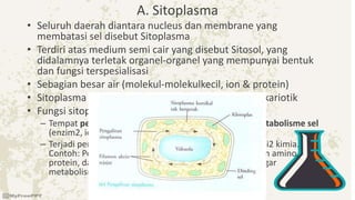 A. Sitoplasma
• Seluruh daerah diantara nucleus dan membrane yang
membatasi sel disebut Sitoplasma
• Terdiri atas medium semi cair yang disebut Sitosol, yang
didalamnya terletak organel-organel yang mempunyai bentuk
dan fungsi terspesialisasi
• Sebagian besar air (molekul-molekulkecil, ion & protein)
• Sitoplasma dimiliki oleh sel eukariotik maupun prokariotik
• Fungsi sitoplasma :
– Tempat penyimpanan bahan2 kimia yg penting bagi metabolisme sel
(enzim2, ion2, gula, lemak & protein);
– Terjadi pembongkaran & penyusunan zat2 melalui reaksi2 kimia.
Contoh: Pembentukan energi, sintesis asam lemak, asam amino,
protein, dan nukleotida. Sitoplasma selalu “mengalir” agar
metabolisme berjalan dengan baik.
 