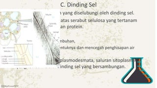 C. Dinding Sel
• Hanya, sel tumbuhan yang diselubungi oleh dinding sel.
• Dinding sel tersusun atas serabut selulosa yang tertanam
dalam polisakarida dan protein.
• Fungsi:
– Melindungi isi sel tumbuhan,
– Mempertahankan bentuknya dan mencegah penghisapan air
secara berlebihan.
• Tumbuhan memiliki plasmodesmata, saluran sitoplasmik
yang lewat melalui dinding sel yang bersambungan.
 