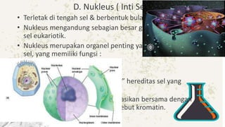 D. Nukleus ( Inti Sel )
• Terletak di tengah sel & berbentuk bulat/oval.
• Nukleus mengandung sebagian besar gen yang mengontrol
sel eukariotik.
• Nukleus merupakan organel penting yang berada di dalam
sel, yang memiliki fungsi :
– Pengendali seluruh kegiatan sel;
– Pengatur pembelahan sel.
• Nukleus disebut juga “Blue Print” hereditas sel yang
mengatur:aktivitas sel
• Di dalam nucleus DNA diorganisasikan bersama dengan
protein menjadi materi yang disebut kromatin.
 