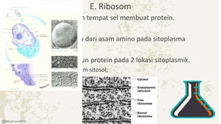 E. Ribosom
• Ribosom merupakan tempat sel membuat protein.
• Membentuk protein dari asam amino pada sitoplasma
• Ribosom membangun protein pada 2 lokasi sitoplasmik.
– Ribosom bebas dalam sitosol;
– Ribosom terikat pada RE
 