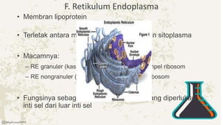 F. Retikulum Endoplasma
• Membran lipoprotein
• Terletak antara membran inti dan membran sitoplasma
• Macamnya:
– RE granuler (kasar); pada permukaan menempel ribosom
– RE nongranuler (halus); tidak mengandung ribosom
• Fungsinya sebagai alat transportasi zat yang diperlukan
inti sel dari luar inti sel
 