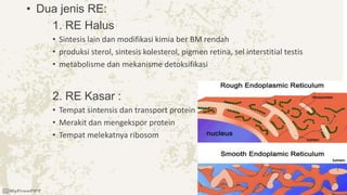 • Dua jenis RE:
1. RE Halus
• Sintesis lain dan modifikasi kimia ber BM rendah
• produksi sterol, sintesis kolesterol, pigmen retina, sel interstitial testis
• metabolisme dan mekanisme detoksifikasi
2. RE Kasar :
• Tempat sintensis dan transport protein
• Merakit dan mengekspor protein
• Tempat melekatnya ribosom
 
