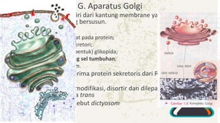 G. Aparatus Golgi
• Aparatus golgi terdiri dari kantung membrane yang
pipih(sisterne) yang bersusun.
• Fungsi:
– menambah glioksilat pada protein;
– sebagai organel sekretori;
– mensintesis (membentuk) glikopida;
– membentuk dinding sel tumbuhan;
– membentuk lisosom.
• Muka cis-nya menerima protein sekretoris dari RE dalam
vesikula transpor.
• Protein tersebut dimodifikasi, disortir dan dilepas dalam vesikula
transport dari muka trans
• Pada tumbuhan disebut dictyosom
 