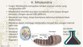 H. Mitokondria
• Fungsi: Mitokondria merupakan tempat respirasi seluler yang
menghasilkan ATP
• Mitokondria memiliki dua lapis membrane sama halnya dengan
kloroplas. Dengan ukuran 500-2000 nm
• Membran luar halus, tetapi membrane dalamnya berlekuk-lekuk
disebut kista.
• Membran dalam membagi mitokondria menjadi dua ruangan internal
yaitu inter membrane dan matrik mitokondria.
• Dalam matrik mitokondria berlangsung metabolism respirasi seluler
• Membran mitokondria dan kloroplas tidak dibuat oleh RE tapi oleh
ribosom bebas dalam sitosol dan oleh ribosom mitokondria dan
kloroplas itu sendiri
• Organel ini juga mengandung DNA dalam jumlah sedikit.
 